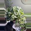 plant/Pothos n’joy-1-thumbnail