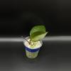 plant/CR-02 hoya verticillata “chiang rai”-0-thumbnail