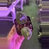 plant/Hoya dolichosparte 3”-0-thumbnail
