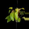 plant/Philodendron Painted lady HUGE-0-thumbnail