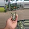 plant/Tillandsia Caput Medusae Med.-0-thumbnail