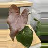 plant/Anthurium Queen of Hearts-0-thumbnail