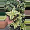 plant/Sanseviera Hahnii-0-thumbnail