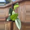 plant/Scindapsus Treubii Moonlight-1-thumbnail