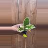 plant/Hoya Krimson Queen-0-thumbnail