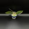 plant/CR-01 hoya verticillata “chiang rai”-0-thumbnail