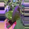 plant/Hoya ah blue moon 3”-0-thumbnail