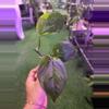 plant/Epipremnum poison 3”-0-thumbnail
