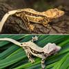 plant/Perfect Quadstripe Female-3-thumbnail