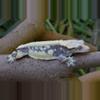 plant/Lavander Whitewall Drippy Pinstripe Male-4-thumbnail