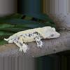 plant/Tricolor Pinstripe male (great lineage)-4-thumbnail