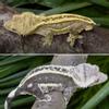 plant/Dirty Yellow Emptyback Pinstripe Male-2-thumbnail