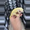 plant/Hypo Yellow Quadstripe Male (Majin Buu son)-4-thumbnail