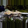 plant/Tricolor Pinstripe male (great lineage)-3-thumbnail