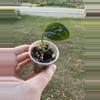 plant/Monstera Pinnatipartita-0-thumbnail