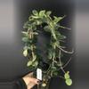 plant/385 Hoya Mathilde-0-thumbnail