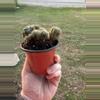 plant/Cactus B-2-thumbnail