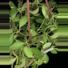 plant/387 Hoya cv Noona (Yellow Flowers-Flowering)-2-thumbnail