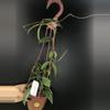 plant/391 Hoya Phywuaensis (peduncle)-0-thumbnail