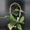 plant/371 Hoya Finlaysonii ‘Chicken Farm’-0-thumbnail