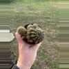 plant/Cactus B-0-thumbnail