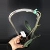 plant/457 Hoya Pulchra-1-thumbnail