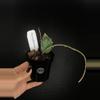 plant/337 Hoya Imbricata-0-thumbnail