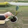 plant/Monstera standleyana-0-thumbnail