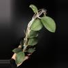 plant/493 Hoya paulshirleyi-0-thumbnail