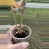 plant/Syngonium Neon-2-thumbnail