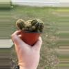 plant/Cactus B-1-thumbnail