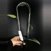 plant/411 Hoya Towutiensis-0-thumbnail