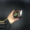 plant/337 Hoya Imbricata-1-thumbnail