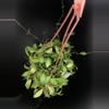 plant/387 Hoya cv Noona (Yellow Flowers-Flowering)-1-thumbnail