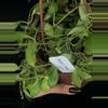 plant/387 Hoya cv Noona (Yellow Flowers-Flowering)-3-thumbnail
