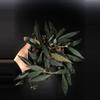 plant/431 Hoya Mirabilis-0-thumbnail
