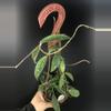 plant/391 Hoya Phywuaensis (peduncle)-1-thumbnail