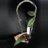 plant/366 Hoya Towutiensis-0-thumbnail