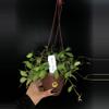 plant/387 Hoya cv Noona (Yellow Flowers-Flowering)-0-thumbnail
