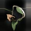 plant/411 Hoya Towutiensis-1-thumbnail