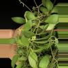plant/387 Hoya cv Noona (Yellow Flowers-Flowering)-4-thumbnail