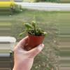 plant/Cactus C-0-thumbnail