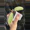 plant/Hoya archboldiana albomarginata-0-thumbnail