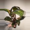 plant/Red Congo Variegated-1-thumbnail