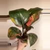 plant/Red Congo Variegated-0-thumbnail