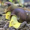 plant/Giant Yellow Rabbit Snail-0-thumbnail