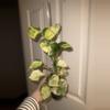 plant/Manjula Pothos Large-0-thumbnail