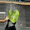 plant/Homalomena peach aurea-0-thumbnail