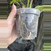 plant/Philodendron florida beauty x tortum-1-thumbnail