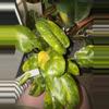 plant/Green Congo Nuclear Large -0-thumbnail